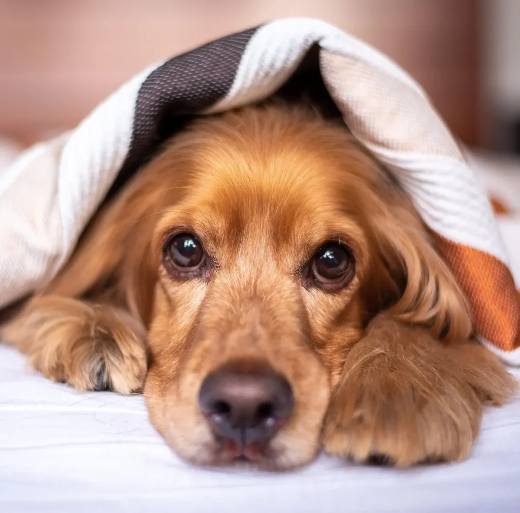 Pension canine avec continuité du dressage de chien - environnement familial sécurisé