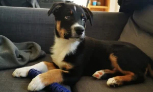 photo de mon chien au début de son éducation canine